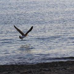 Мини-отель Аркадия, Джубга, Краснодарский край