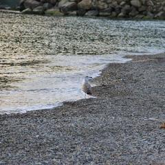 Мини-отель Аркадия, Джубга, Краснодарский край