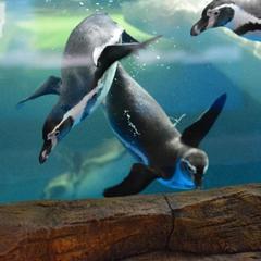 Мини-отель Аркадия, Джубга, Краснодарский край