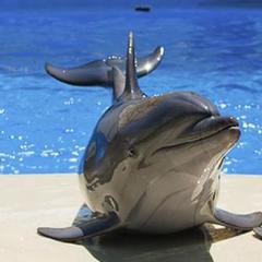 Мини-отель Аркадия, Джубга, Краснодарский край