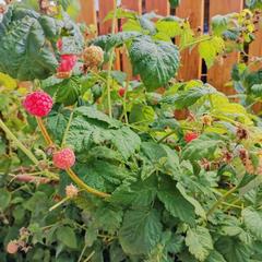 Гостевой дом На Восточной 1д, Дивеево, Нижегородская область