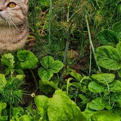 Гостевой дом На Восточной 1д, Дивеево, Нижегородская область