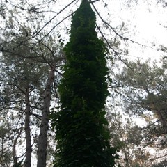 База отдыха Зеленый Гай, Дивноморское, Краснодарский край