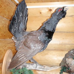 База отдыха Медовец, Долговое, Новгородская область