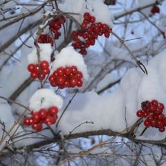 Гостевой дом Цветочная 24, Домодедово, Московская область