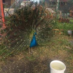 Отель Плазма, Донской, Тульская область