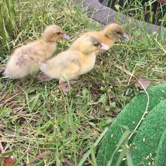 Отель Плазма, Донской, Тульская область