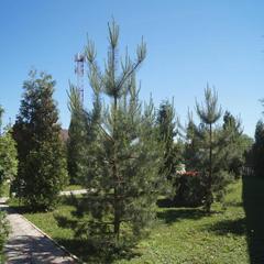 Отель Плазма, Донской, Тульская область