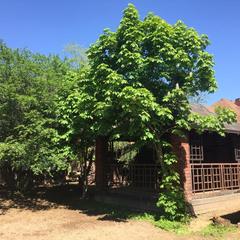 Гостиница Звёздная, Домодедово, Московская область