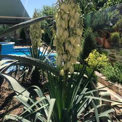 Вилла Виталия, Ейск, Краснодарский край