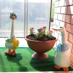 Гостевой дом Дольче Вита, Ейск, Краснодарский край