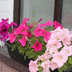 Мини-отель Blackberry, Елабуга, Татарстан