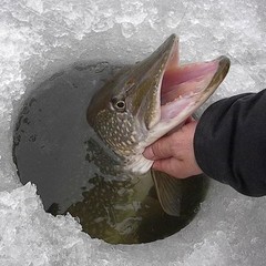 База отдыха Медвежий угол, Жалыбня, Тверская область