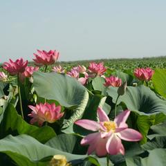 Туристический комплекс Надежда, Жан-Аул, Астраханская область