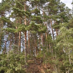 База отдыха Медвежий угол, Жалыбня, Тверская область