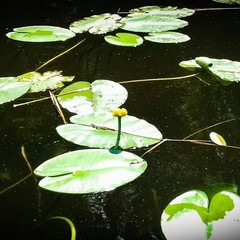 База отдыха Медвежий угол, Жалыбня, Тверская область