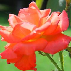 База отдыха Лесная деревня, Жан-Аул, Астраханская область