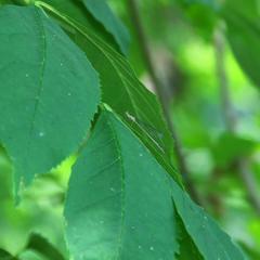 База отдыха Лесная деревня, Жан-Аул, Астраханская область