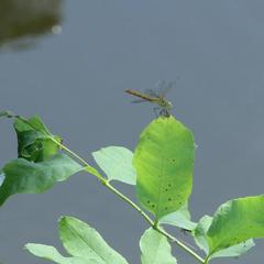 База отдыха Лесная деревня, Жан-Аул, Астраханская область