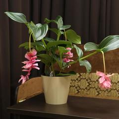 Эко-отель Green House, Железноводск, Ставропольский край