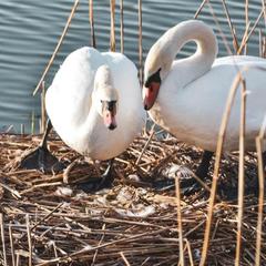Загородный клуб Журавка, Журавка, Брянская область