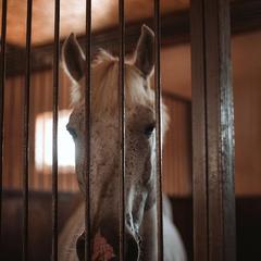 Загородный клуб Журавка, Журавка, Брянская область