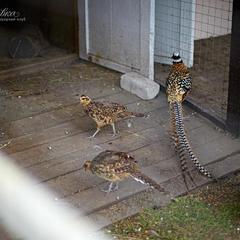 Загородный клуб Журавка, Журавка, Брянская область