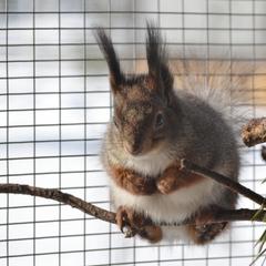 Загородный клуб Журавка, Журавка, Брянская область