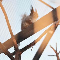 Загородный клуб Журавка, Журавка, Брянская область