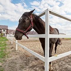 Загородный клуб Журавка, Журавка, Брянская область