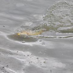 Загородный клуб Журавка, Журавка, Брянская область