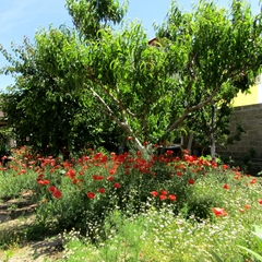 Усадьба Радуга, Заозерное, Крым