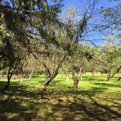 Хостел Дачная Резиденция, Звенигород, Московская область