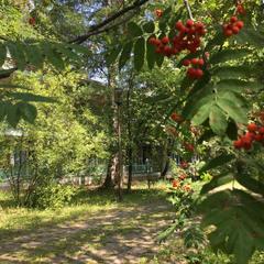 Хостел Дачная Резиденция, Звенигород, Московская область