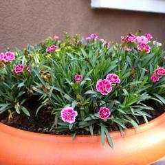 Хостел Арт, Зеленоградск, Калининградская область