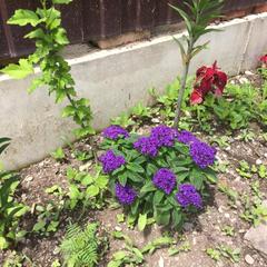 Гостевой дом СанМарин, Зубова Щель, Краснодарский край