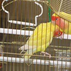 Отель Витязь, Ивангород, Ленинградская область