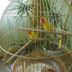 Отель Витязь, Ивангород, Ленинградская область