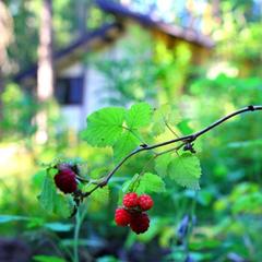База отдыха Ильичево, Ильичево, Ленинградская область