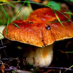 База отдыха Ильичево, Ильичево, Ленинградская область