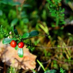 База отдыха Ильичево, Ильичево, Ленинградская область