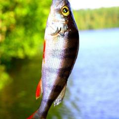 База отдыха Ильичево, Ильичево, Ленинградская область