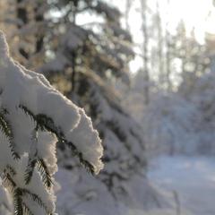 База отдыха Ильичево, Ильичево, Ленинградская область