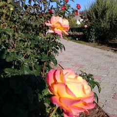 Гостиница Добрый Бобр, Ильич, Краснодарский край