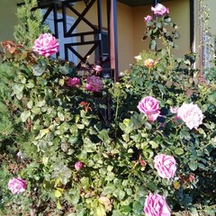 Гостиница Добрый Бобр, Ильич, Краснодарский край