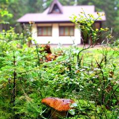 База отдыха Ильичево, Ильичево, Ленинградская область