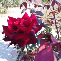 Гостиница Добрый Бобр, Ильич, Краснодарский край