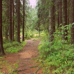 База отдыха Ильичево, Ильичево, Ленинградская область