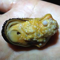 Гостевой дом Марина, Ильич, Краснодарский край