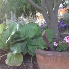 Гостевой дом Марина, Ильич, Краснодарский край